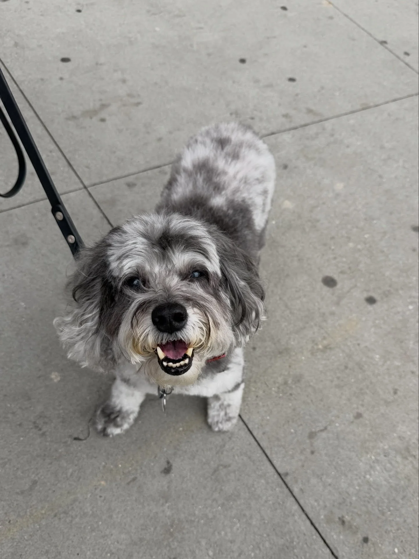Two weeks late, but Fidget celebrated his ✨ golden birthday ✨ on the 14th!! So lucky for every minute with my sweet, smiley, snuggly boy who literally wears his heart on his back (see slide 3). 14 photos from this past year + one for good luck 🖤