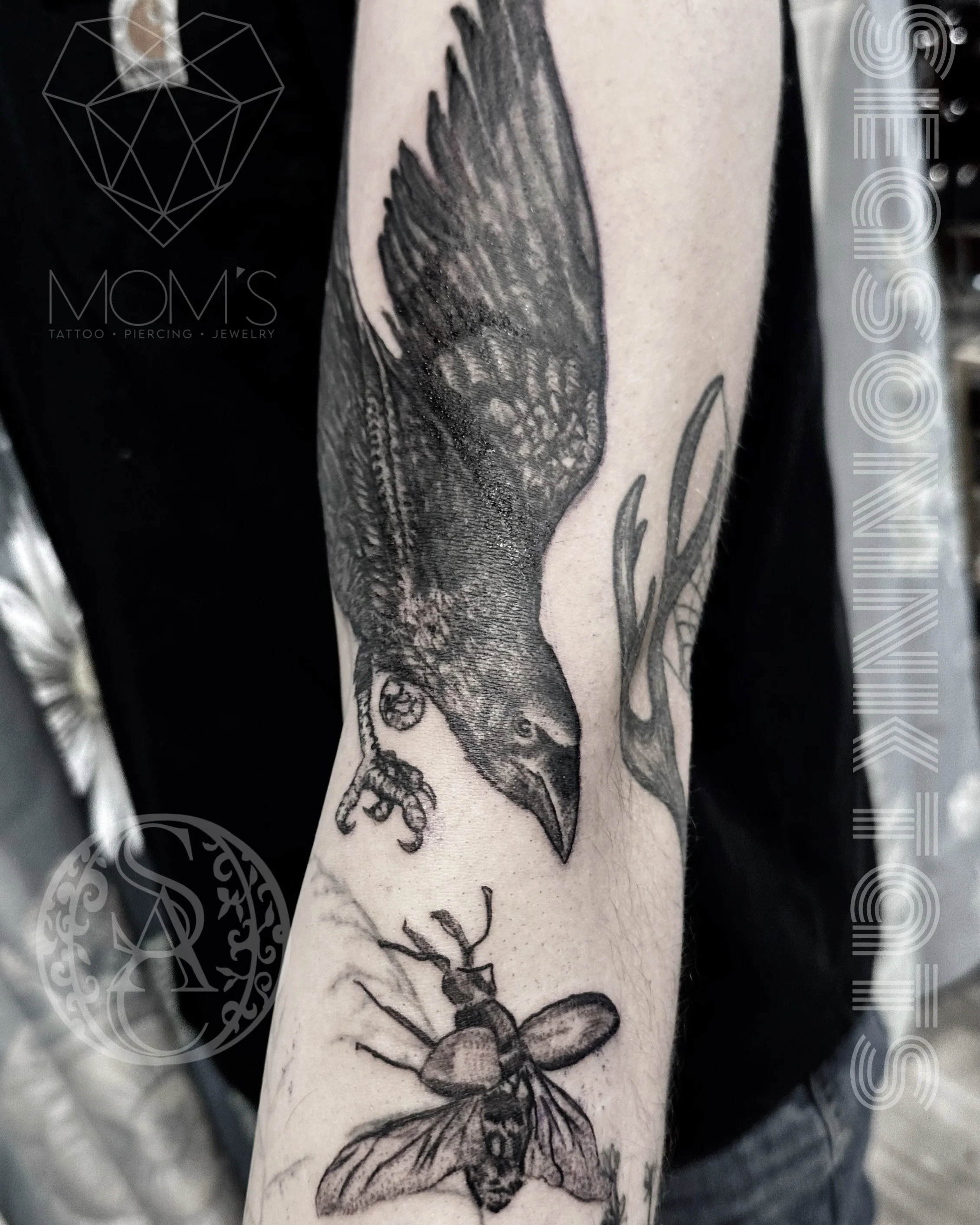 black and grey raven cicada