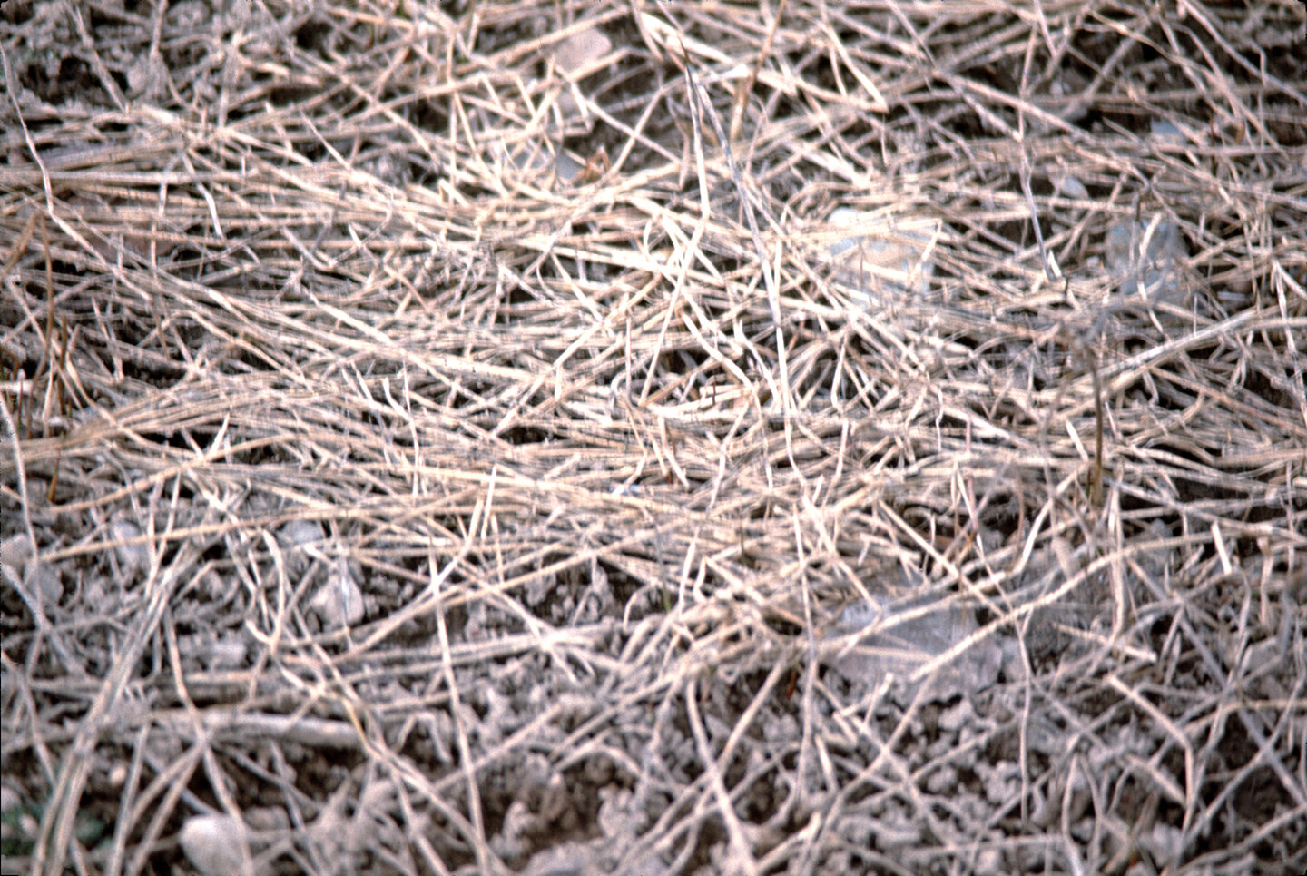 H_004.jpg