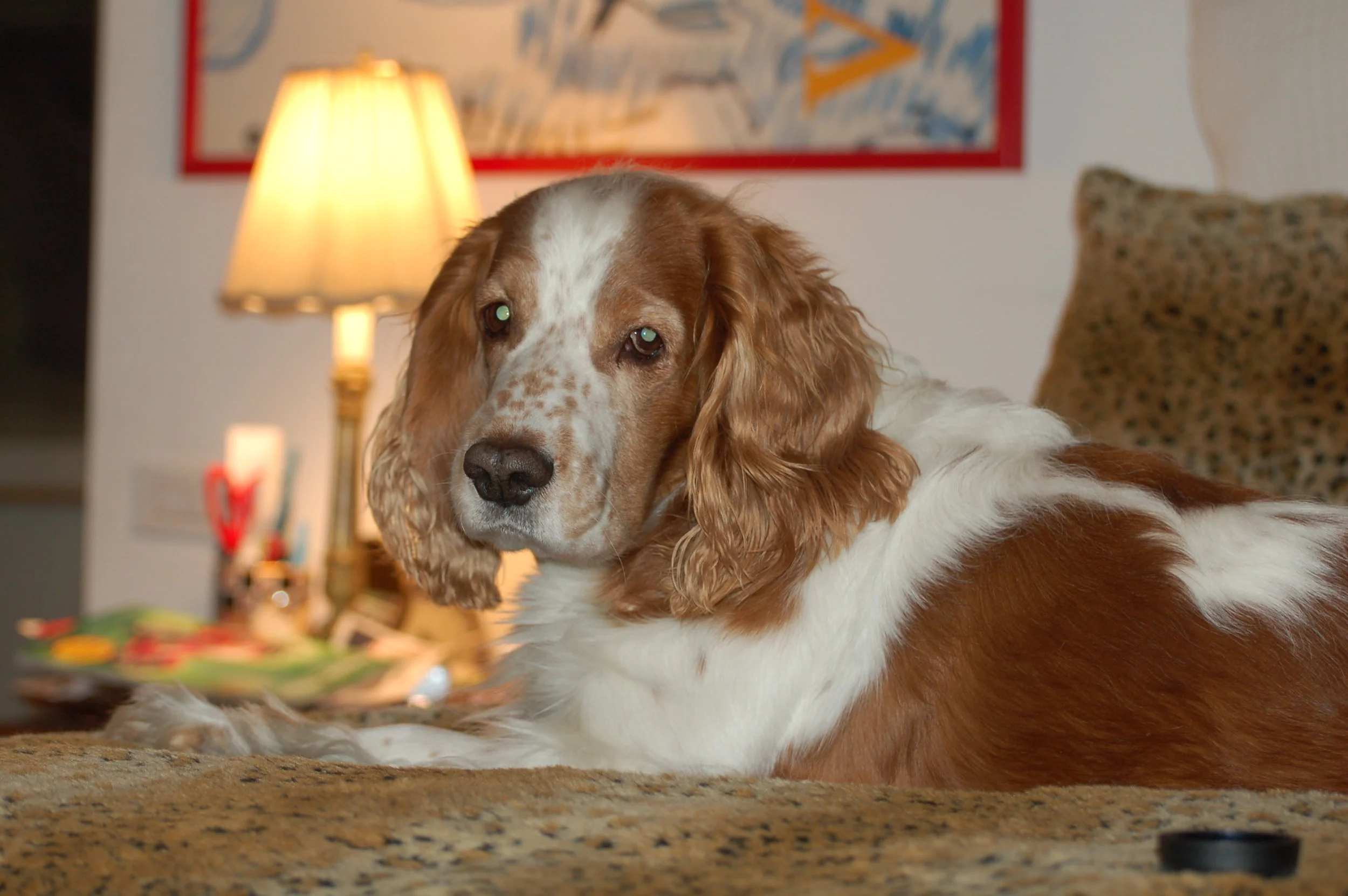 Charity for Dogs through the Humane Society