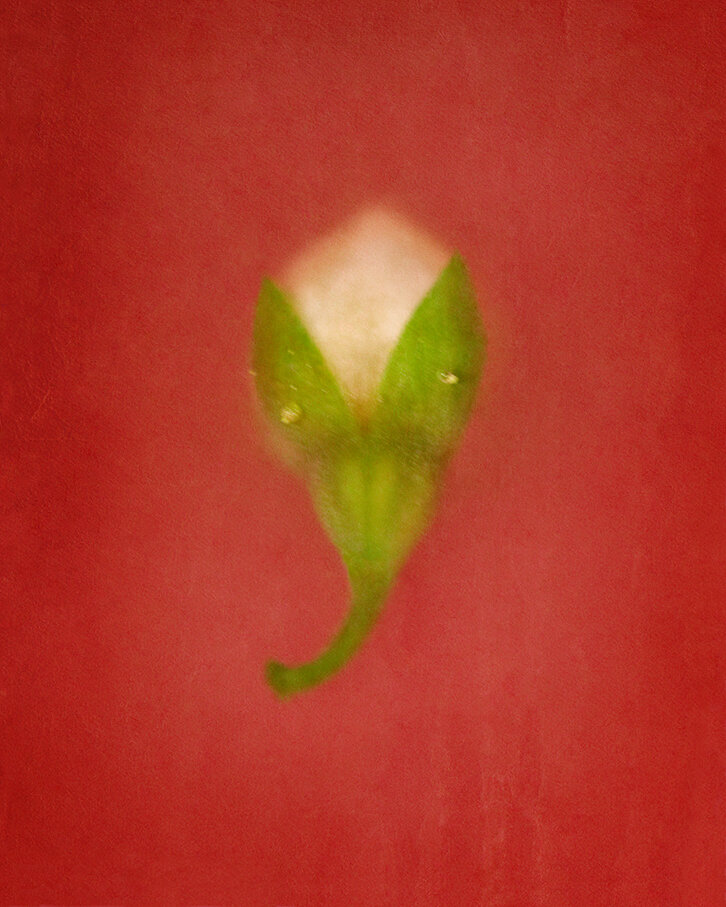 nature_1 kopiera.jpg