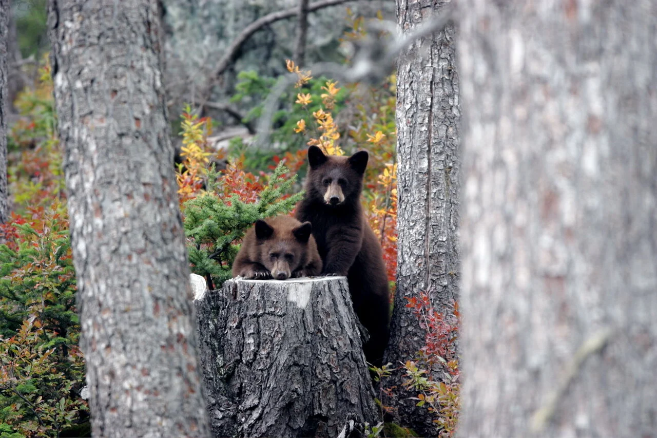 Keine Kekse für Meister Petz - unterwegs mit dem Bärenflüsterer