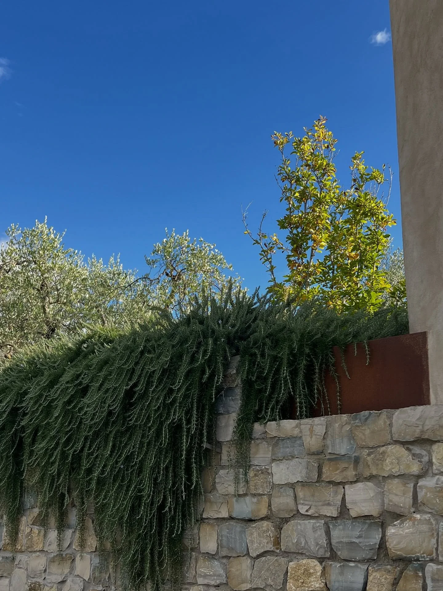 I exited the garage the other day and looked up to see a beautiful sky and the abundance of green coming from above the retaining wall - the cascading rosemary with the olive and magnolia behind. How much this has filled in since the wall was complet