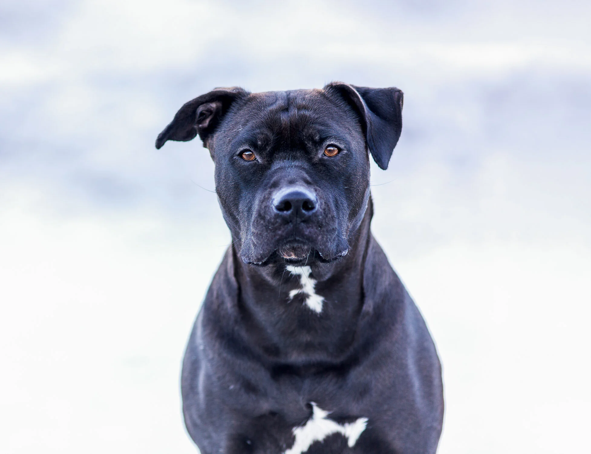 Pitbull in snow