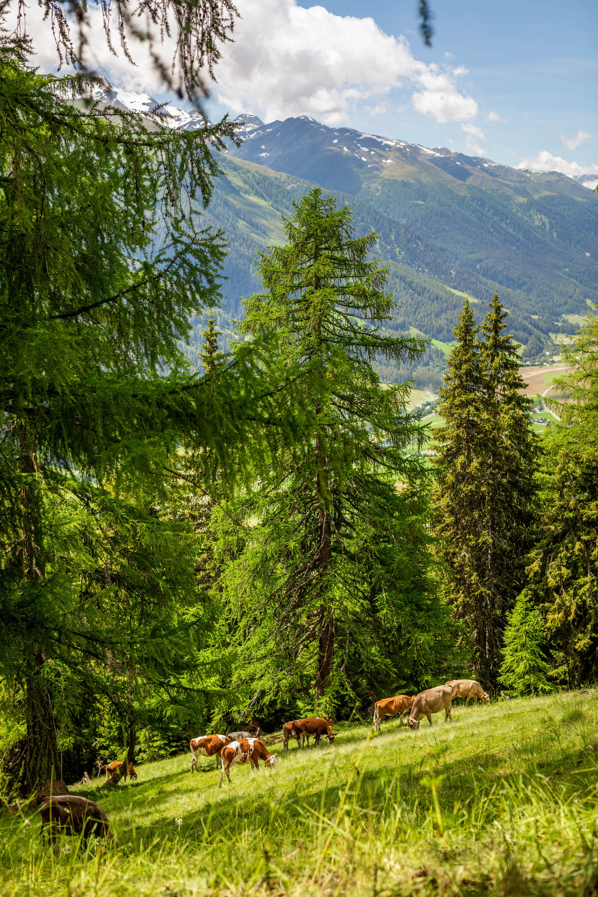 Almishots_Jil Lohse_Fotografie_Landschaften_Natur_Tourismus_Schweiz_Alpen_Wallis_Alp_obergoms_alpaufzug_kühe_rinder_weiden_fotografie_wald_alpbeginn_drohne_lärchen_wiese_grün (17).jpg