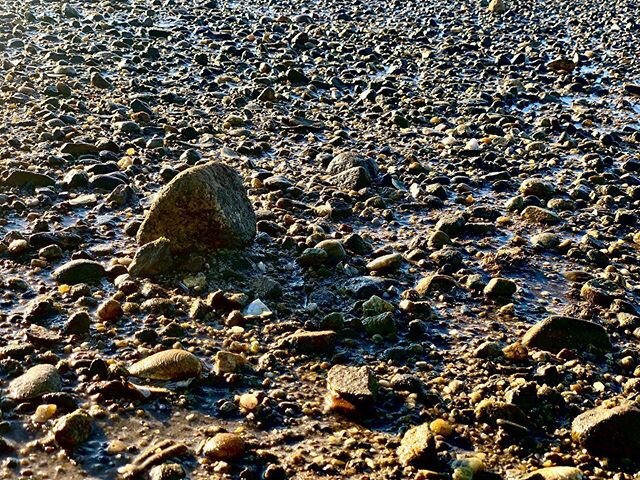 Another morning walk, enjoying the small details about the beach. .
.
.
.

#capecod #capecodlife #buzzardsbay #bourne #catalina30 #morning #morningmotivation #wednesdayvibes #ocean #beach #walk #sailing #sailinglife #sailingixion #sailors #sailboat #