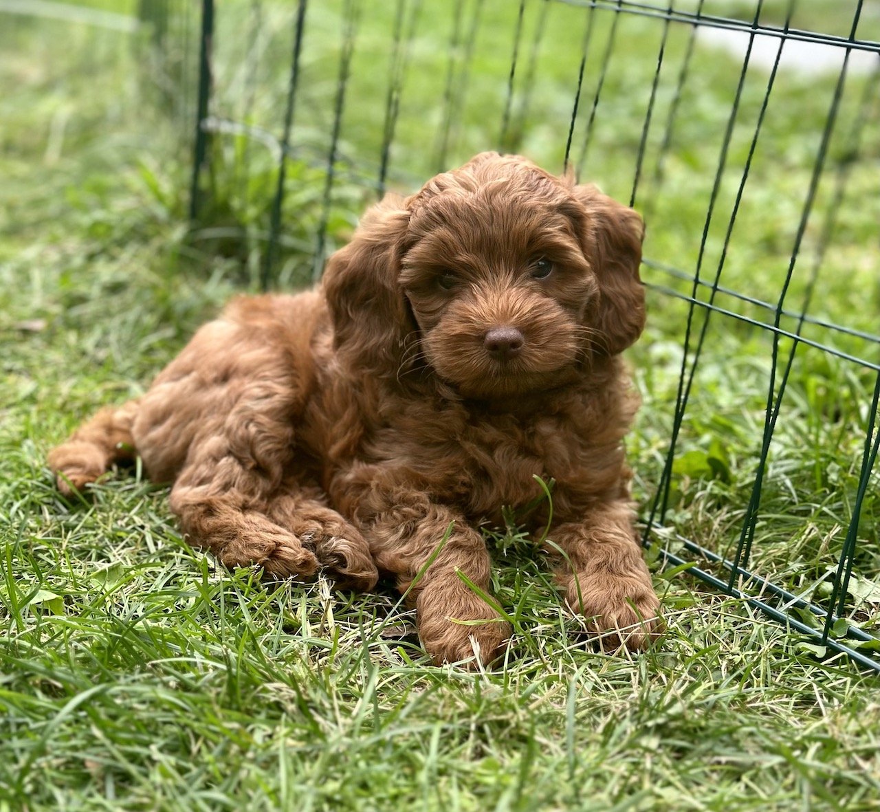 Labradoodlevalp