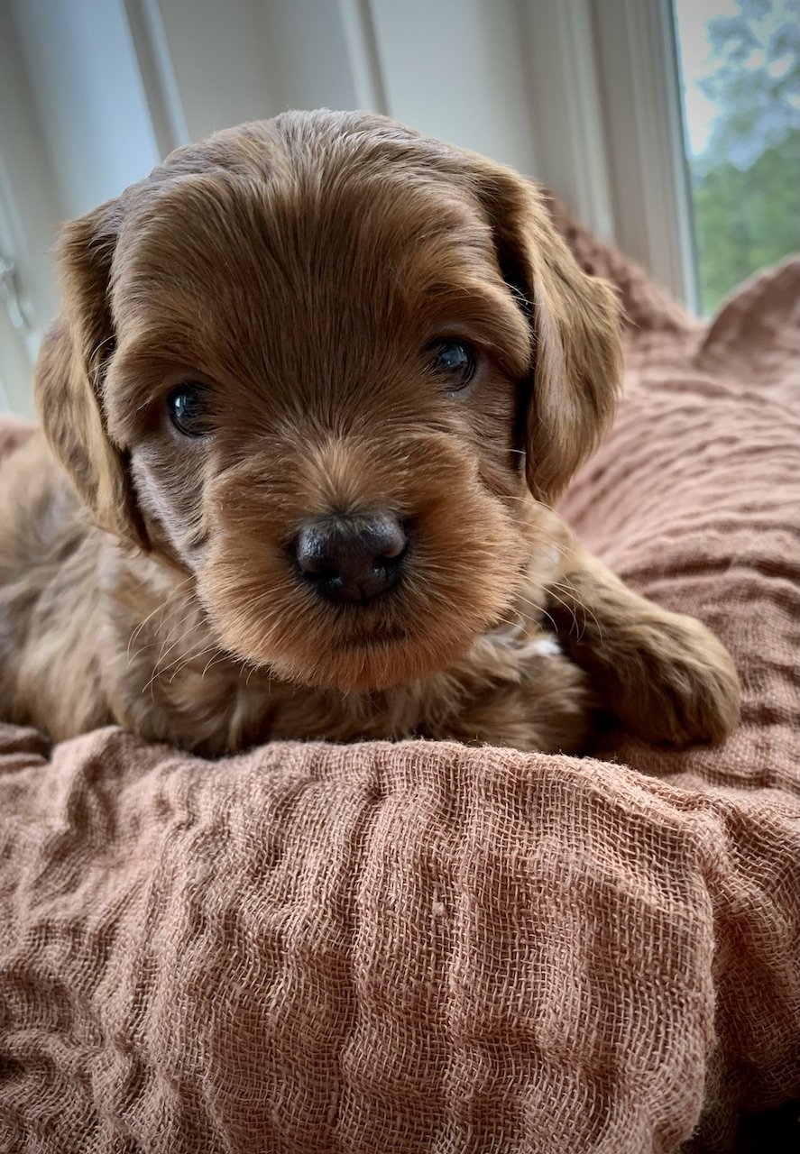 Röd labradoodle