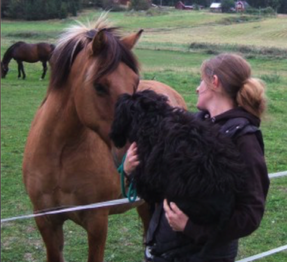 Screenshot 2020-09-27 at 16.40.00.png