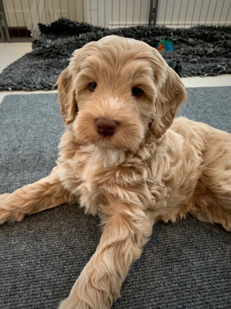 Australiensisk Labradoodle