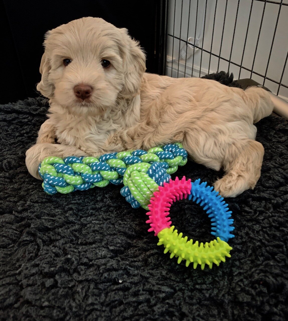 Valp australiensisk labradoodle