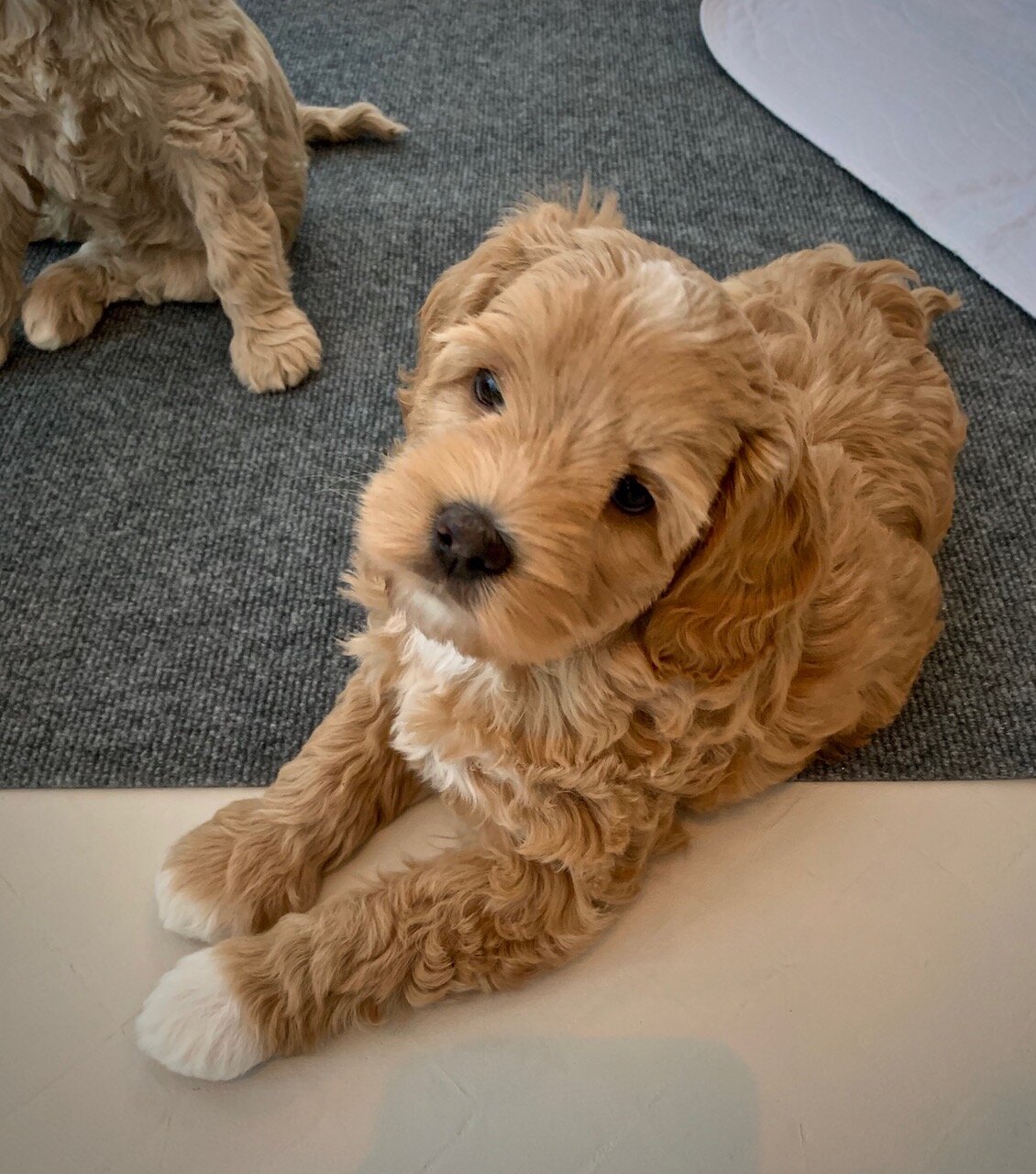 Labradoodlevalp