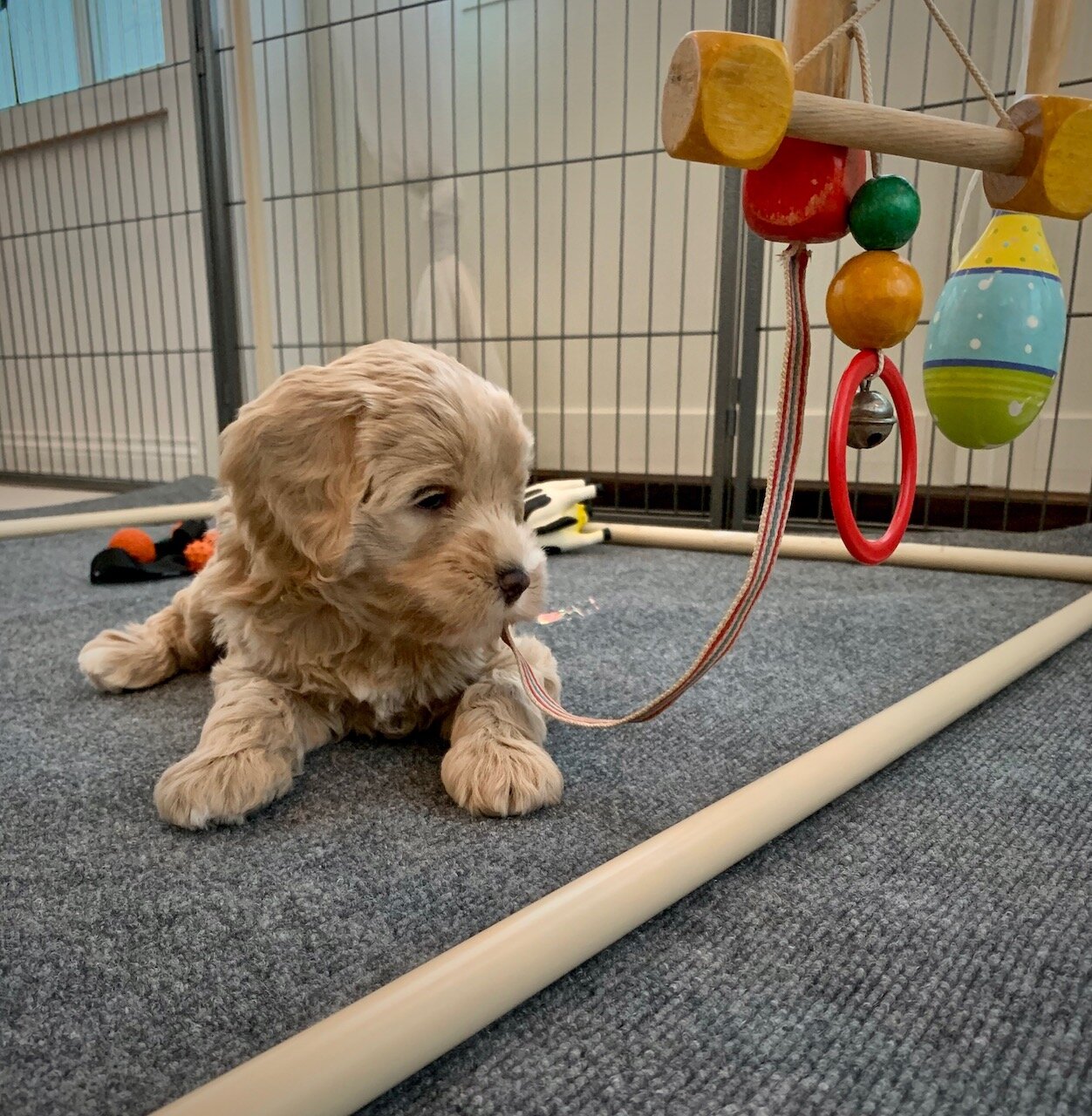 valp labradoodle