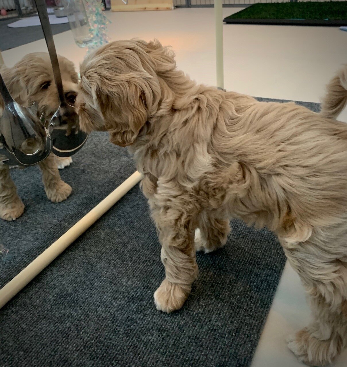 Labradoodlevalpar