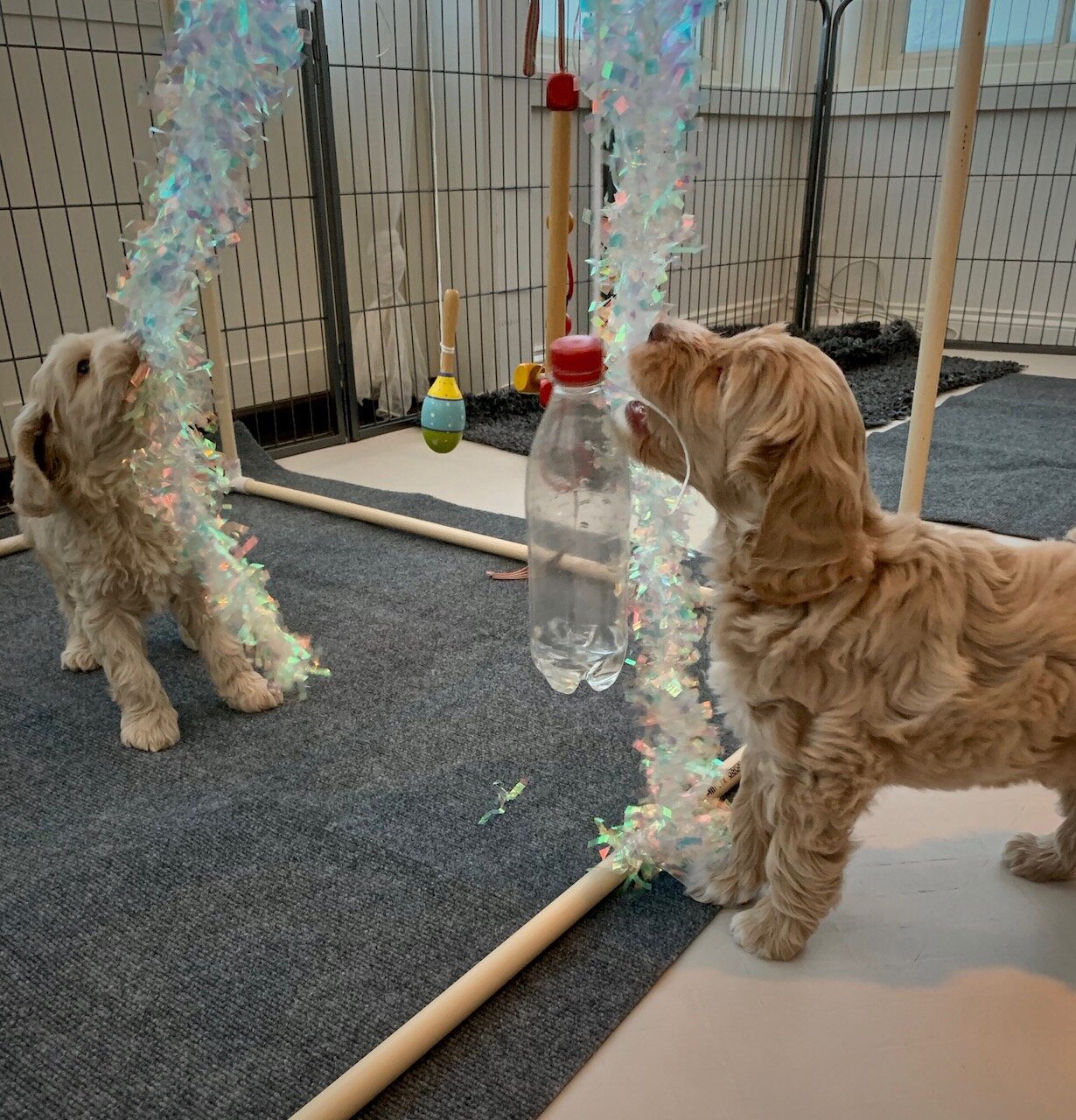 Labradoodlevalpar