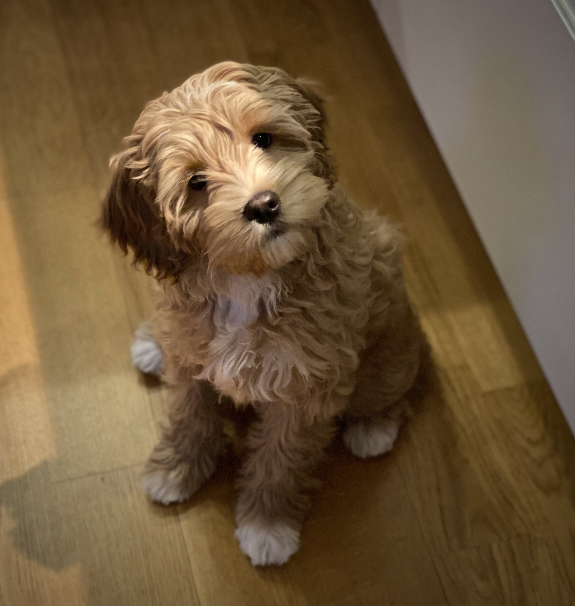 valp australiensisk labradoodle