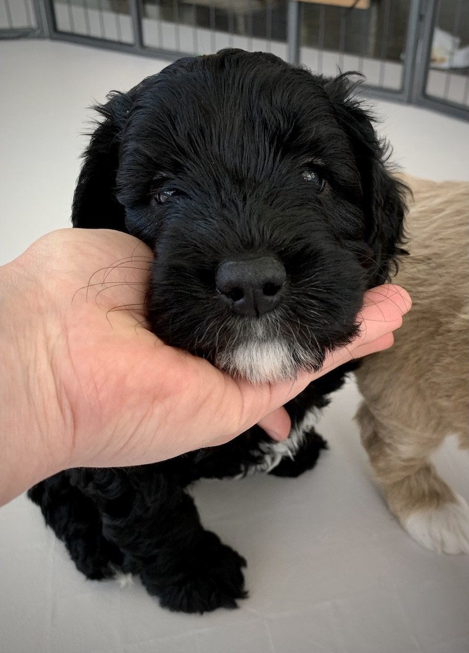 uppfödare labradoodle