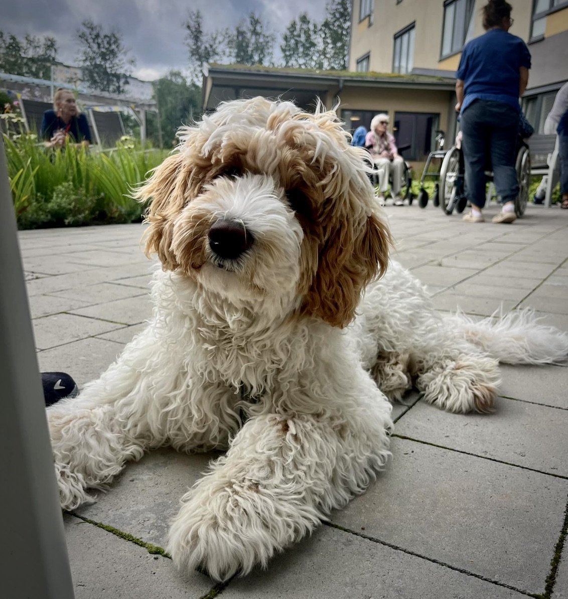 uppfödare labradoodle