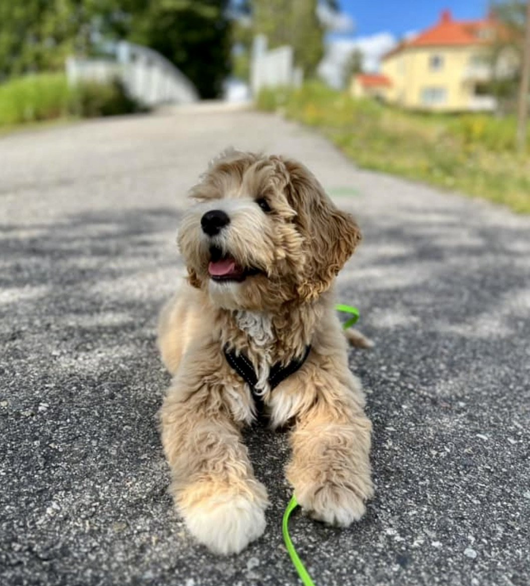 Labradoodlevalp