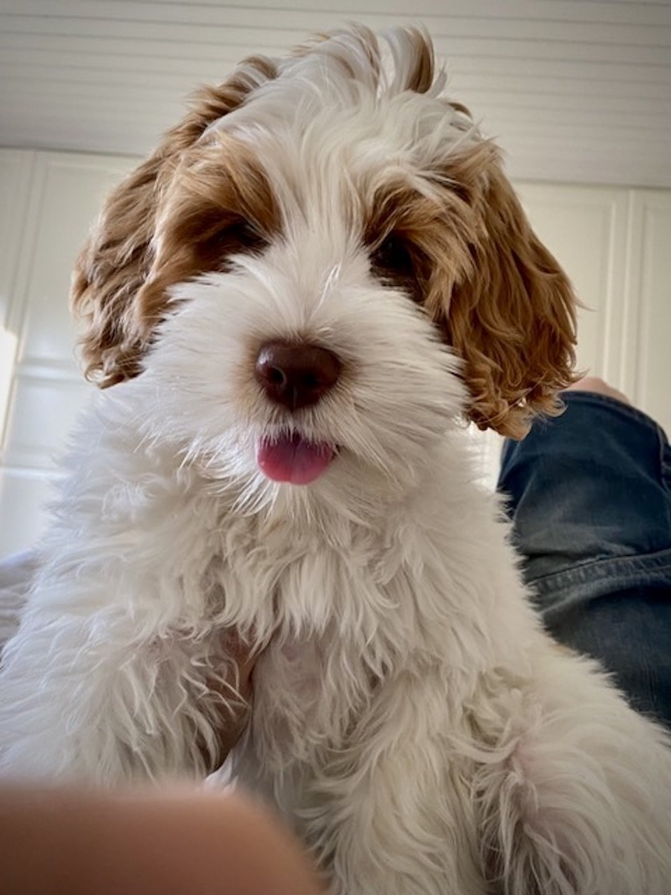 Parti Labradoodle