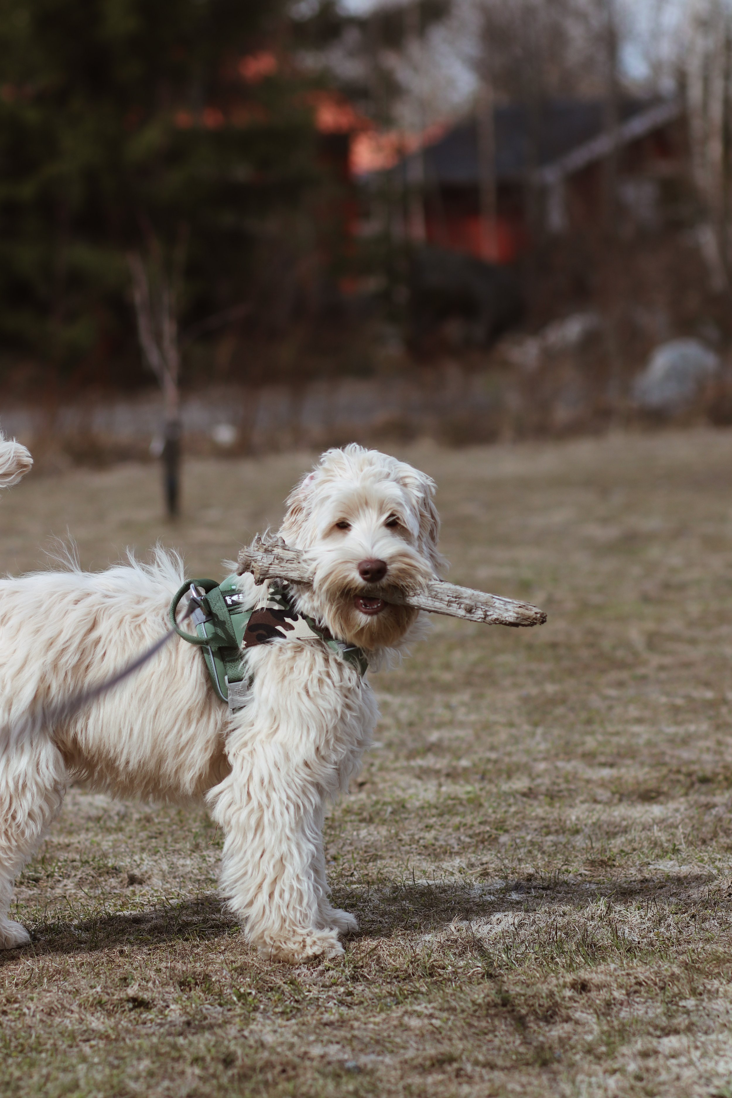 cream labradoodle