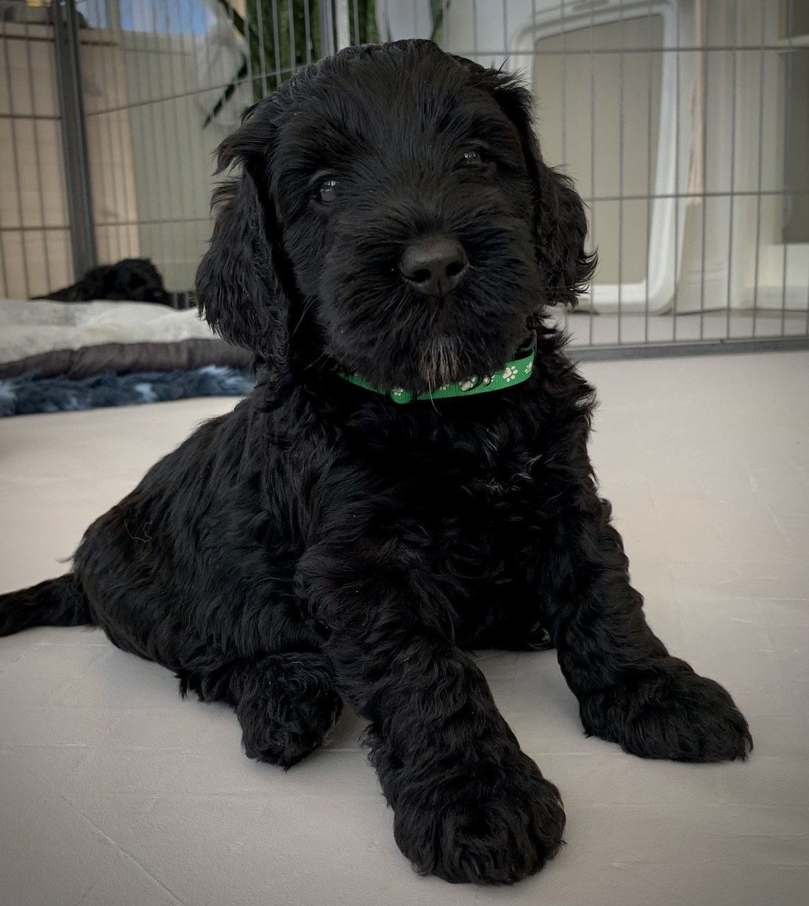 Svart labradoodle
