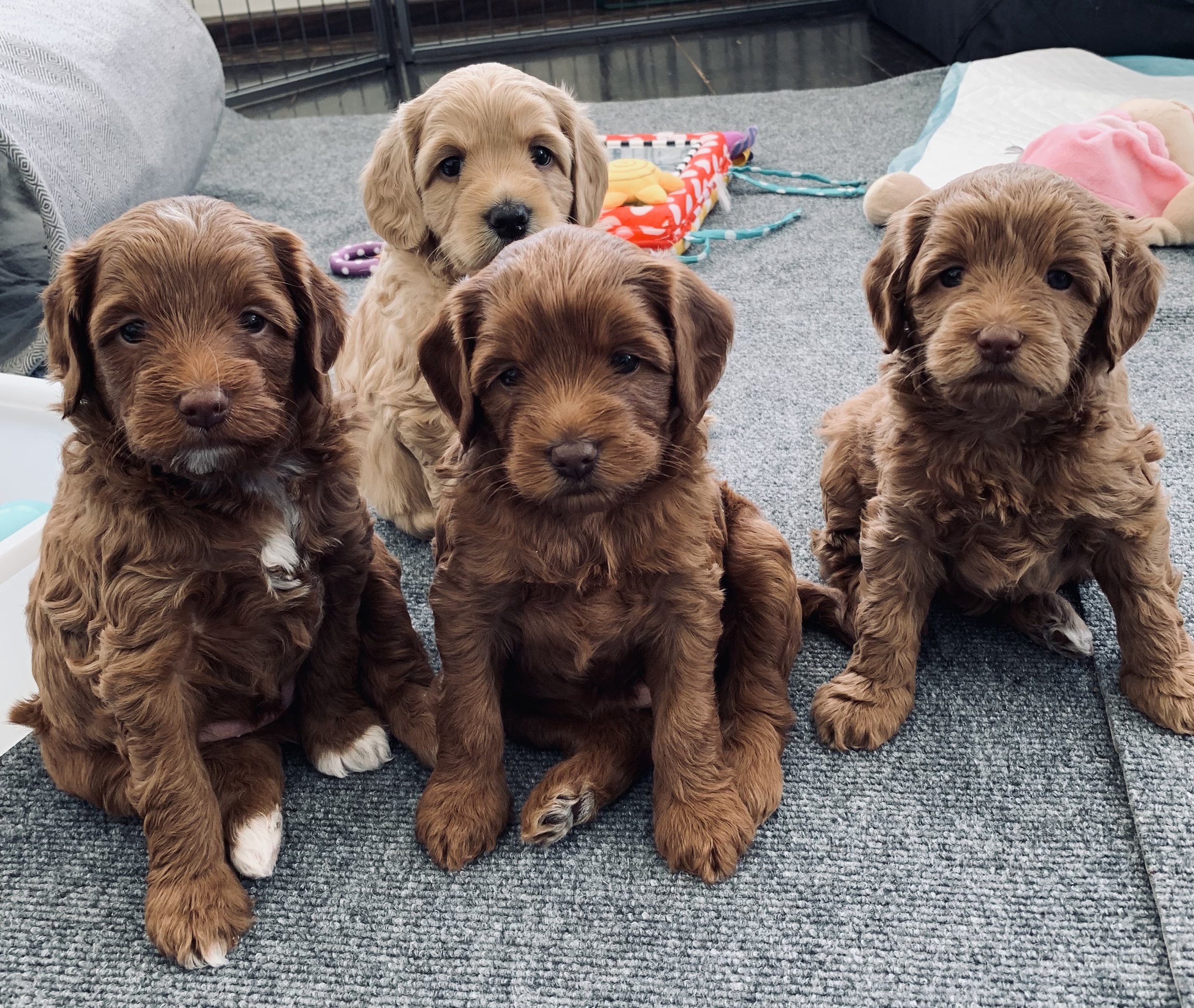 Labradoodlevalpar