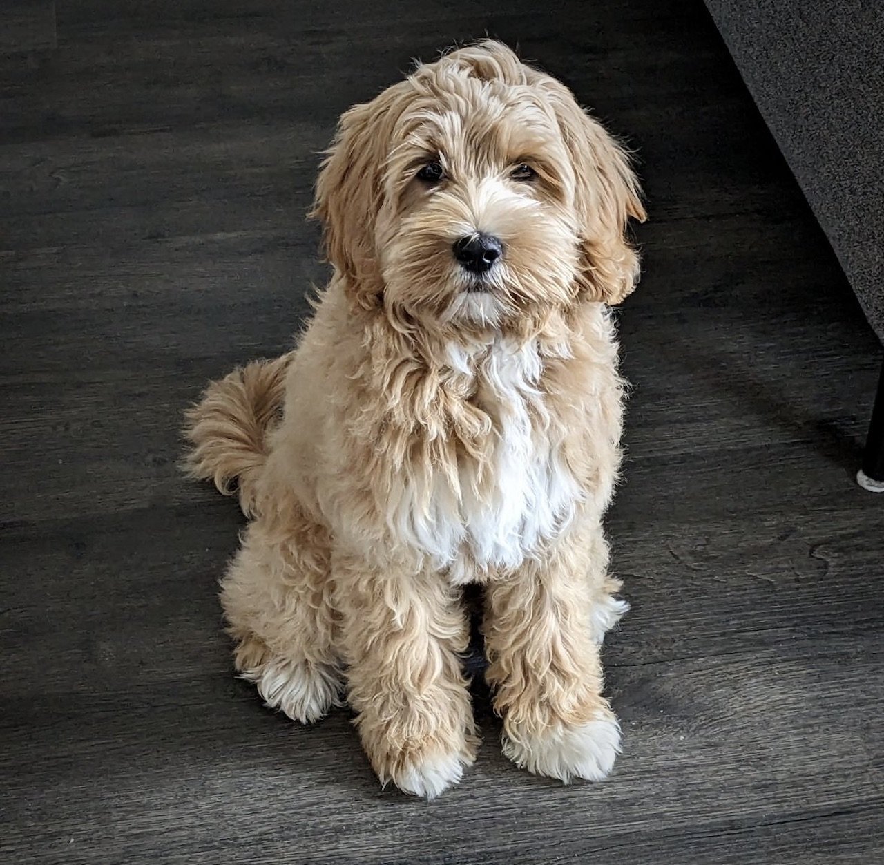 uppfödare labradoodle