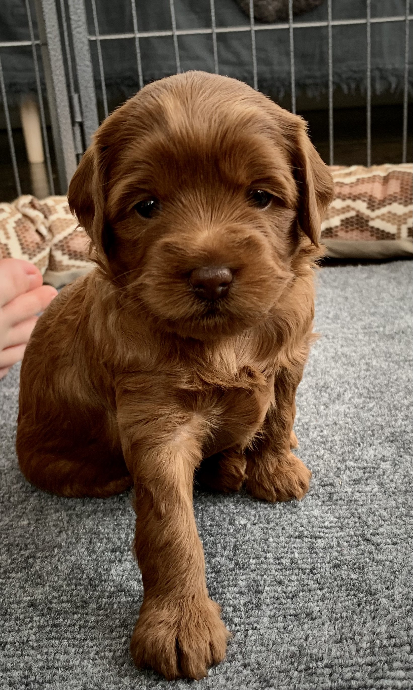 röd labradoodlevalp