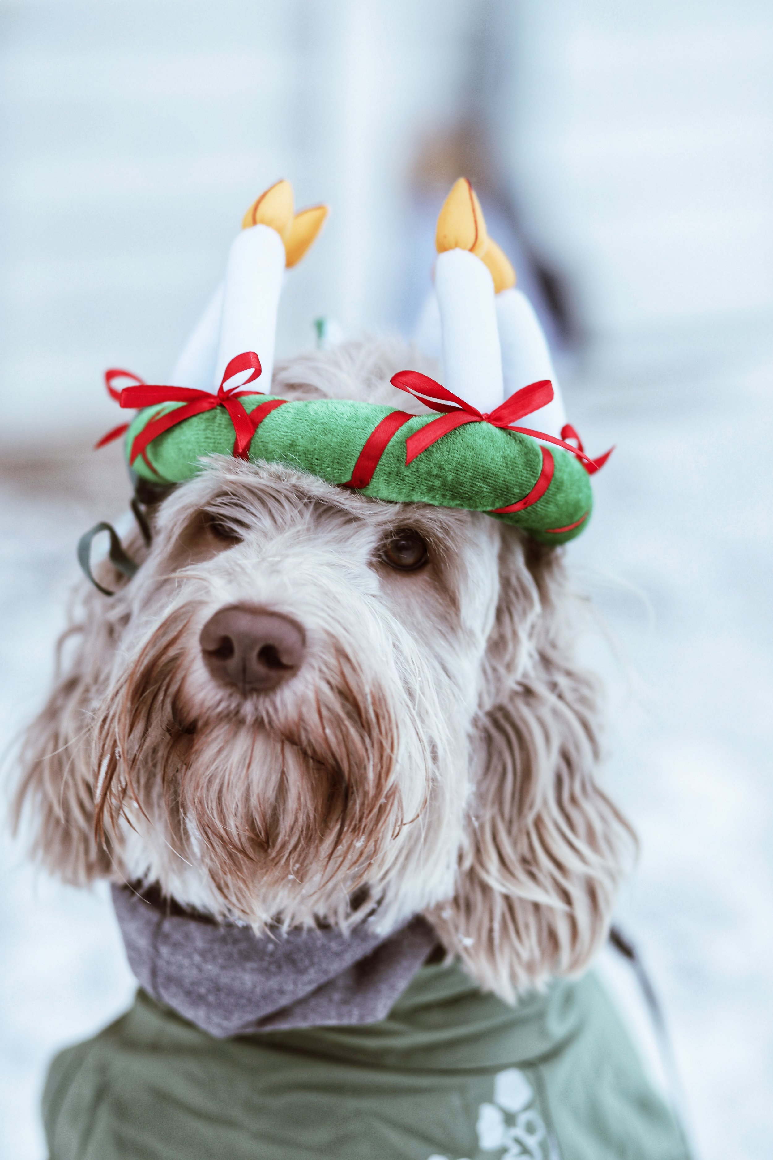Australiensisk labradoodle