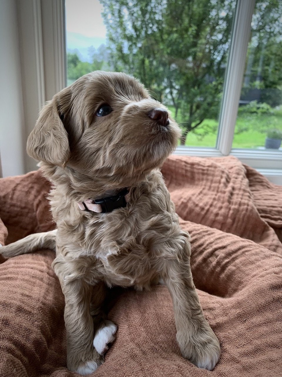 uppfödare labradoodle