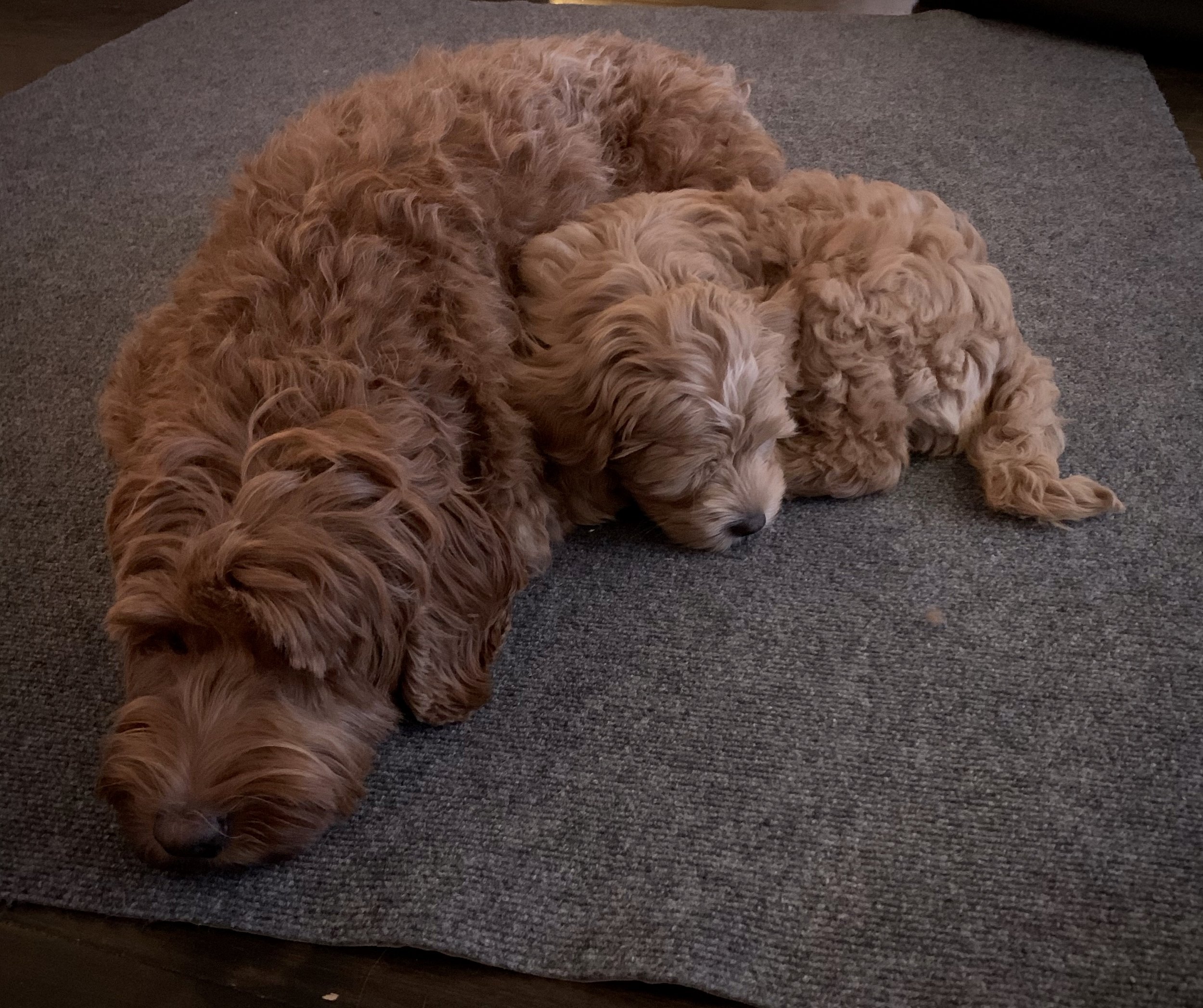 valp australiensisk labradoodle