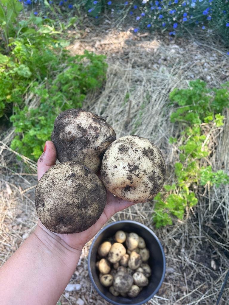 Potatis och luktärter / Perunaa ja hajuherneitä 