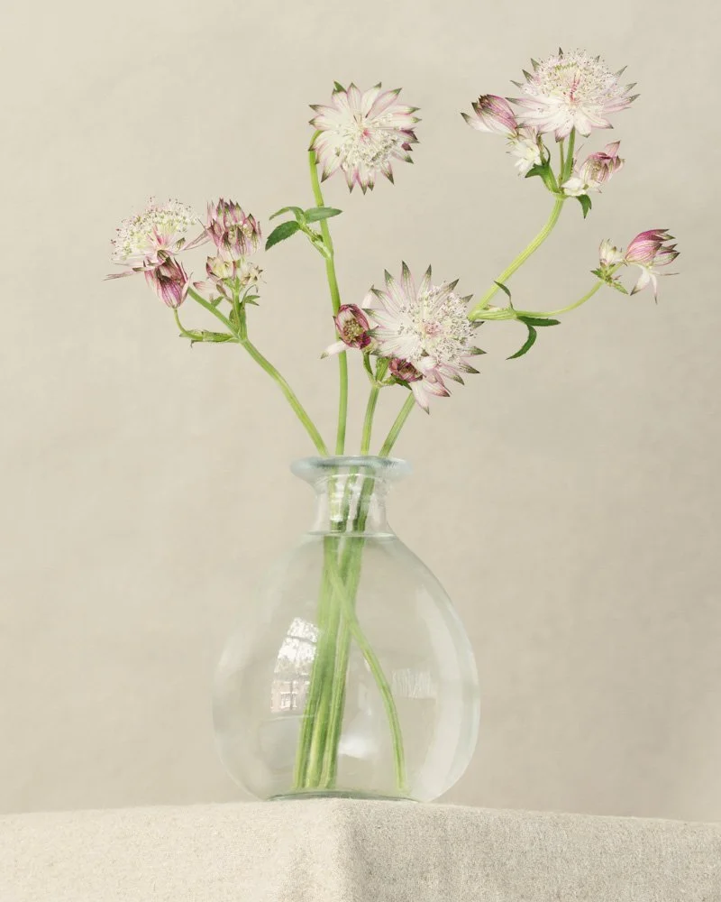 Astrantia in a vase_MG_1393.jpg