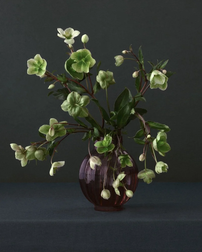 Helleboris in a purple vase_MG_8266-bewerkt.jpg