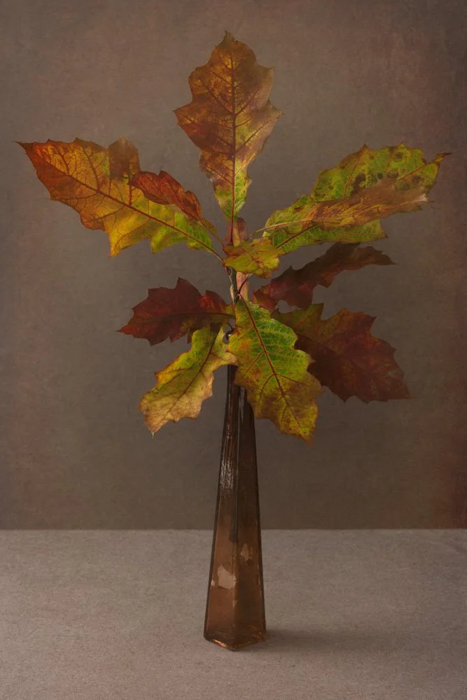 Oakleaf in glass_MG_8742.jpg