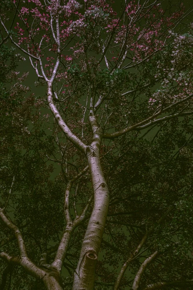 NIght Walk Fairy Tales1_MG_9060.jpg