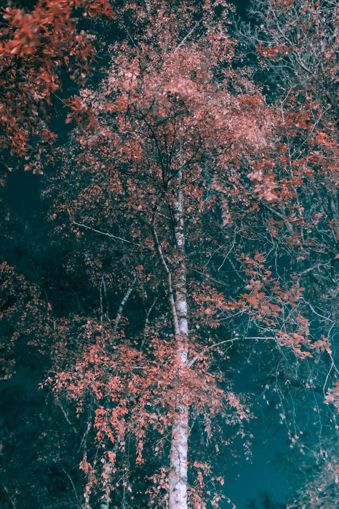 NIght Walk Fairy Tales2_MG_9453.jpg