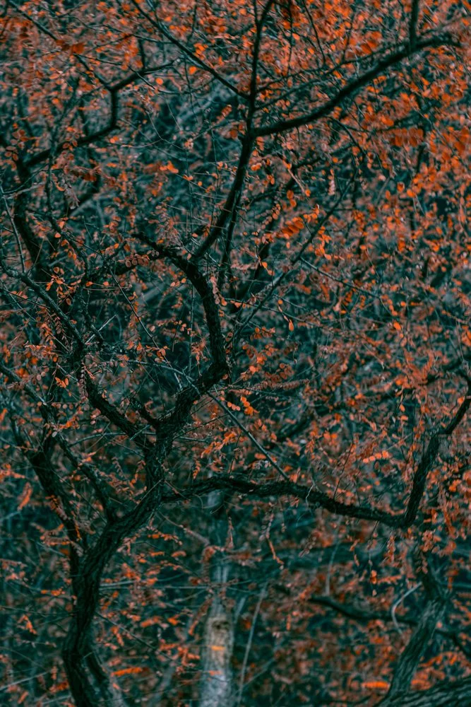 NIght Walk Fairy Tales4_MG_9457.jpg