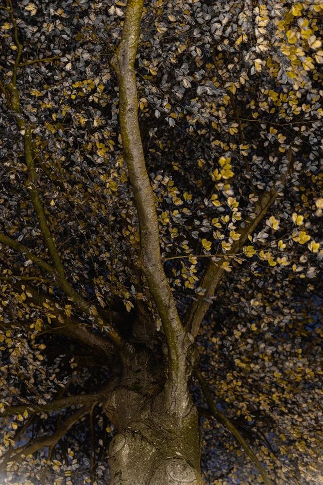 NIght Walk Fairy Tales3_MG_9142.jpg