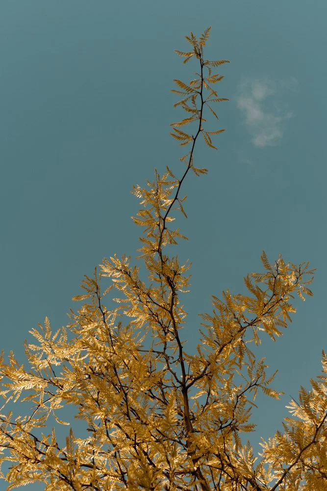 Trees_PuckSoetens_MG_4596.jpg
