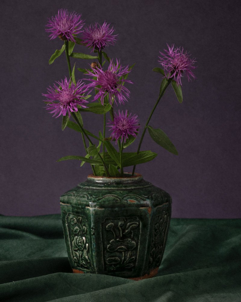Centaurie in a Ginger Jar_MG_6137-3.jpg