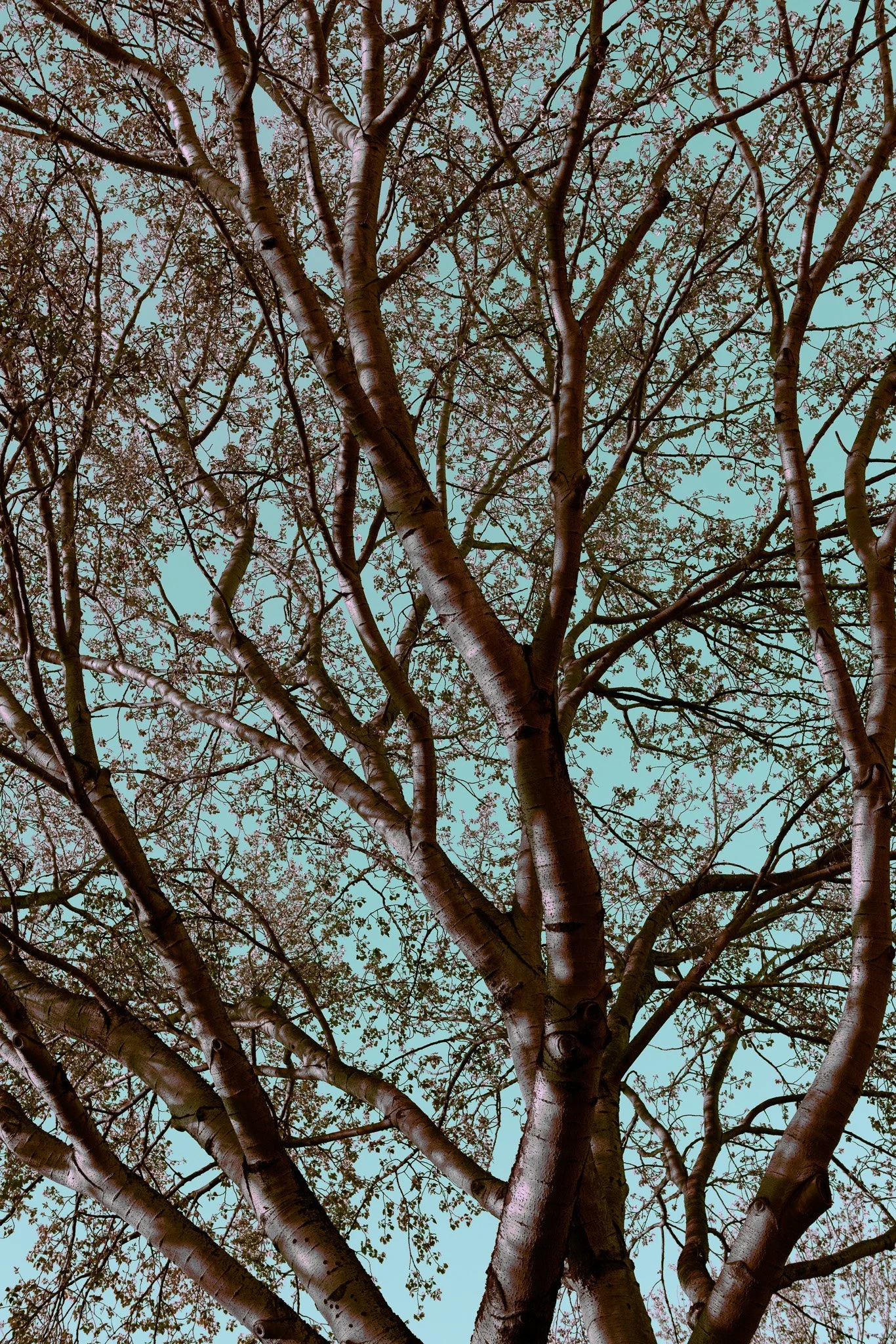NIght Walk Fairytales #5.jpg