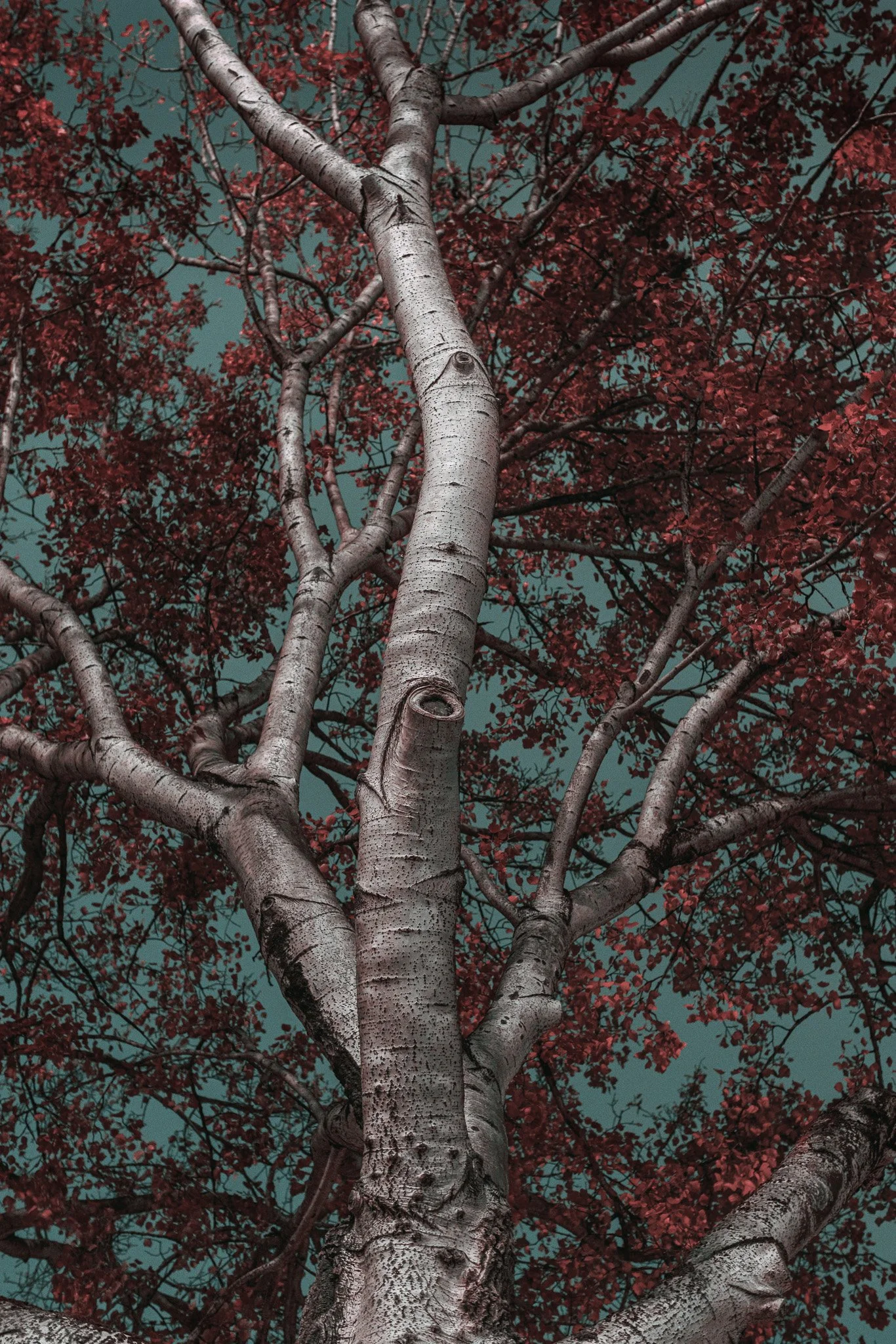 NIght Walk Fairytales #2.jpg