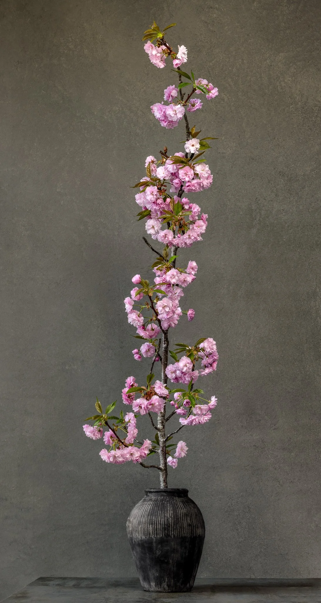 Japanese cherry in a black vase_MG_8522.jpg