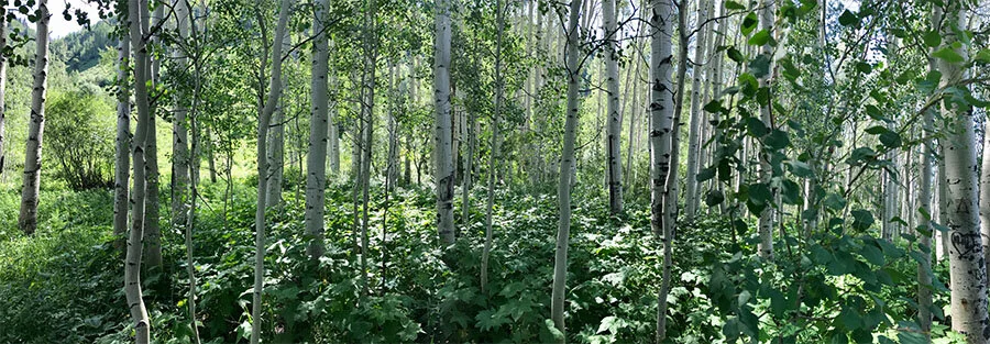 Aspens_900x313px.jpg