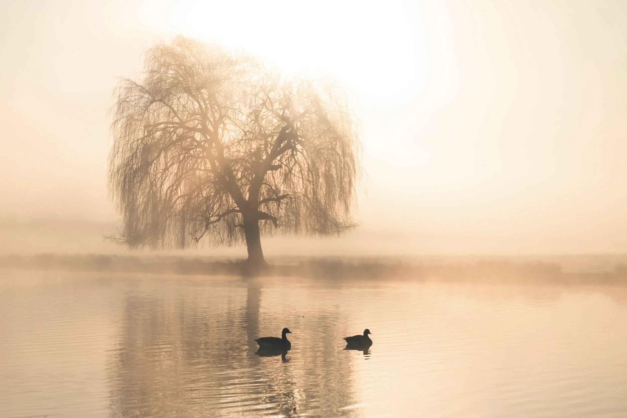 Bushy Park 2.jpg