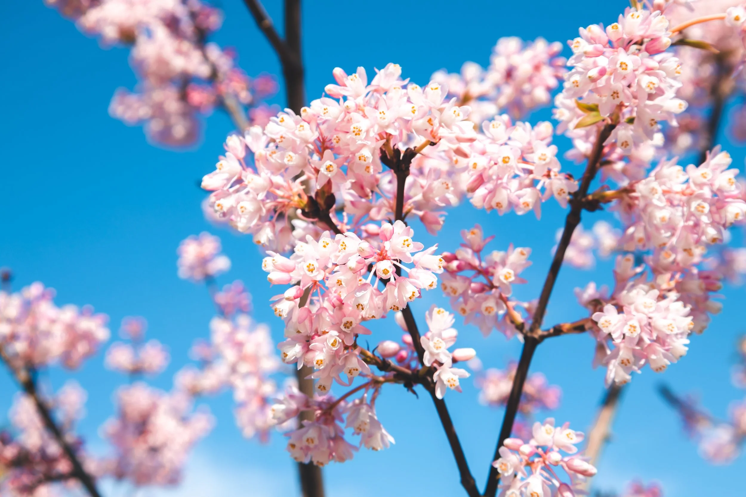 Spring Kew 2021 1.jpg