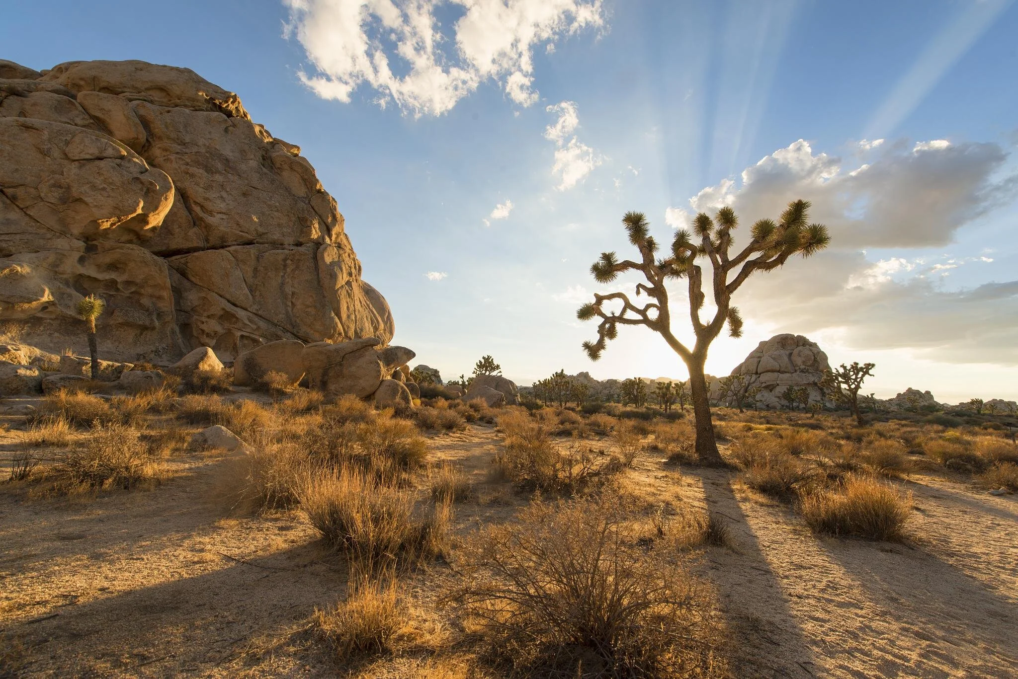 Joshua Tree national park