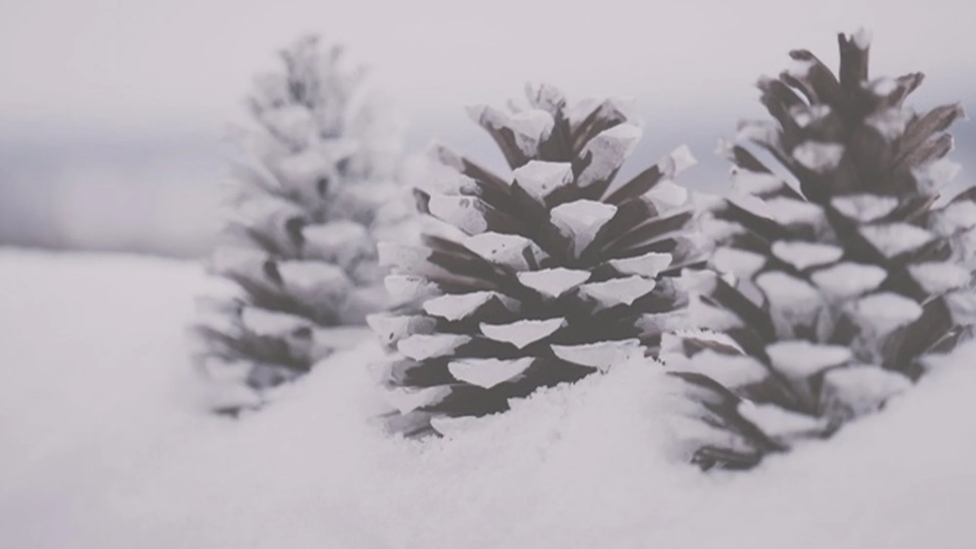 Listening to the Quiet Earth